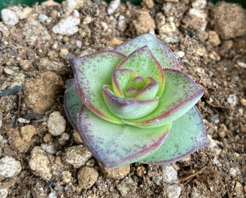 星の王子 ホシノオウジ Crassula Conjuncta そら 猫と多肉植物とパラコード Note 星の王子 ホシノオウジ Crassula Conjuncta そら 猫と多肉植物とパラコード Note
