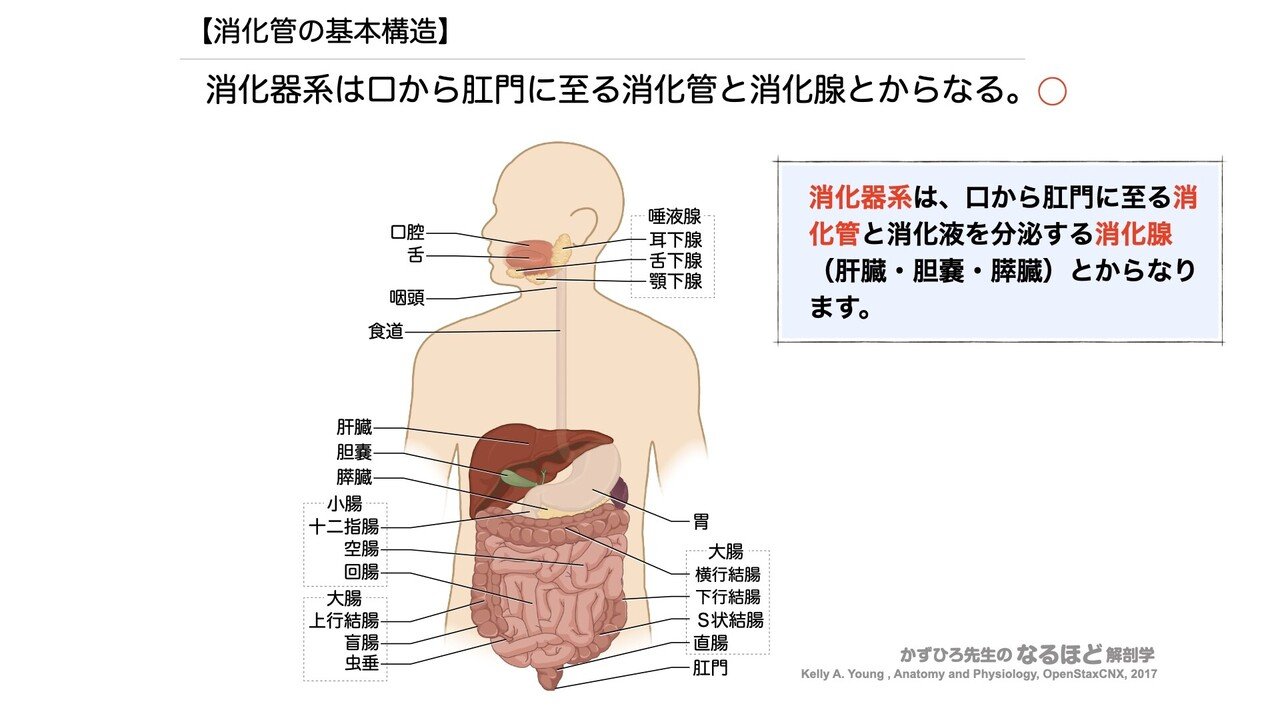 人体組織学 消化器 www.supercreativa.com.mx