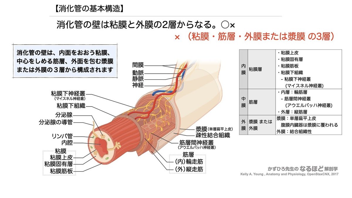 【中古品】消化器の局所解剖学 食道・胃 中古品】消化器の局所解剖学 食道・胃