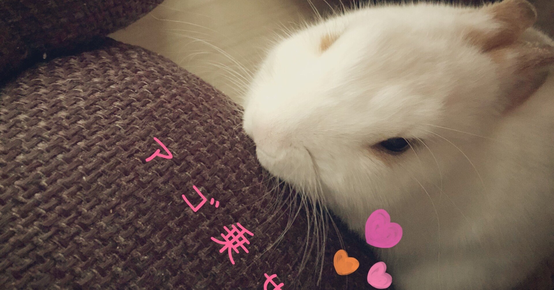 うさぎ はじめました You Note うさぎ はじめました You Note
