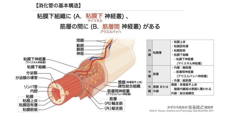 【徹底的国試対策】4-1 消化器系 - 口腔・咽頭・食道 note書き出し用.043