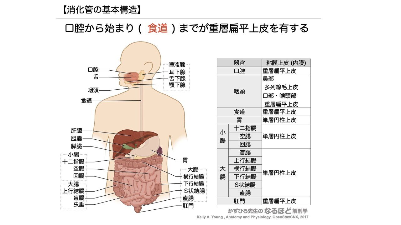 人体組織学 消化器 www.supercreativa.com.mx