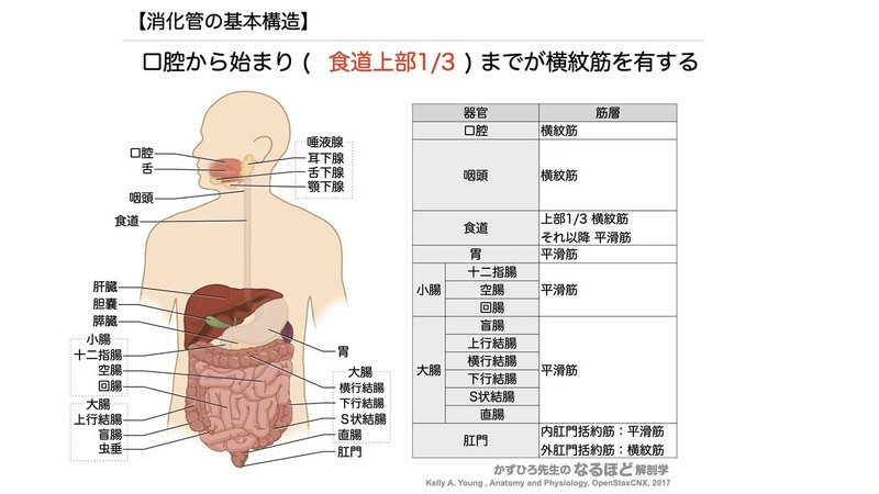 【徹底的国試対策】4-1 消化器系 - 口腔・咽頭・食道 note書き出し用.047