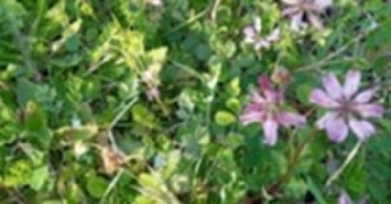 七重八重花は咲けども山吹の実の一つだになきぞ悲しき の新着タグ記事一覧 Note つくる つながる とどける