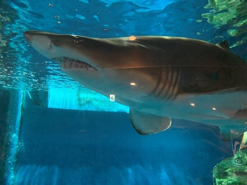 サメ本のprで行った海には何もありませんでしたが 最終的には最高でした ポプラ社 こどもの本編集部 Note