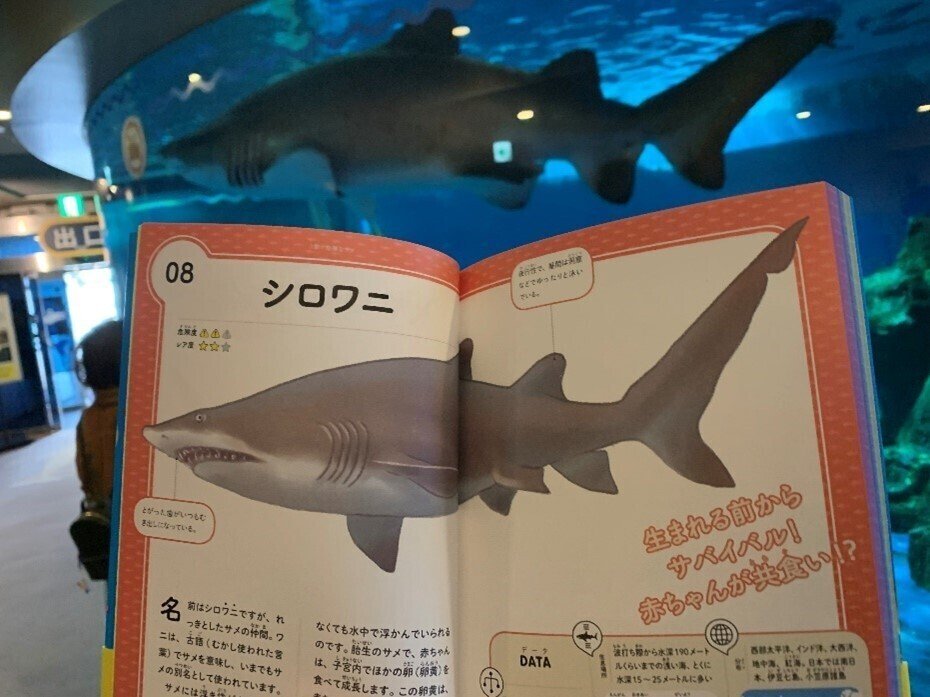 サメ本のprで行った海には何もありませんでしたが 最終的には最高でした ポプラ社 こどもの本編集部 Note サメ本のprで行った海には何もありませんでしたが 最終的には最高でした ポプラ社 こどもの本編集部 Note