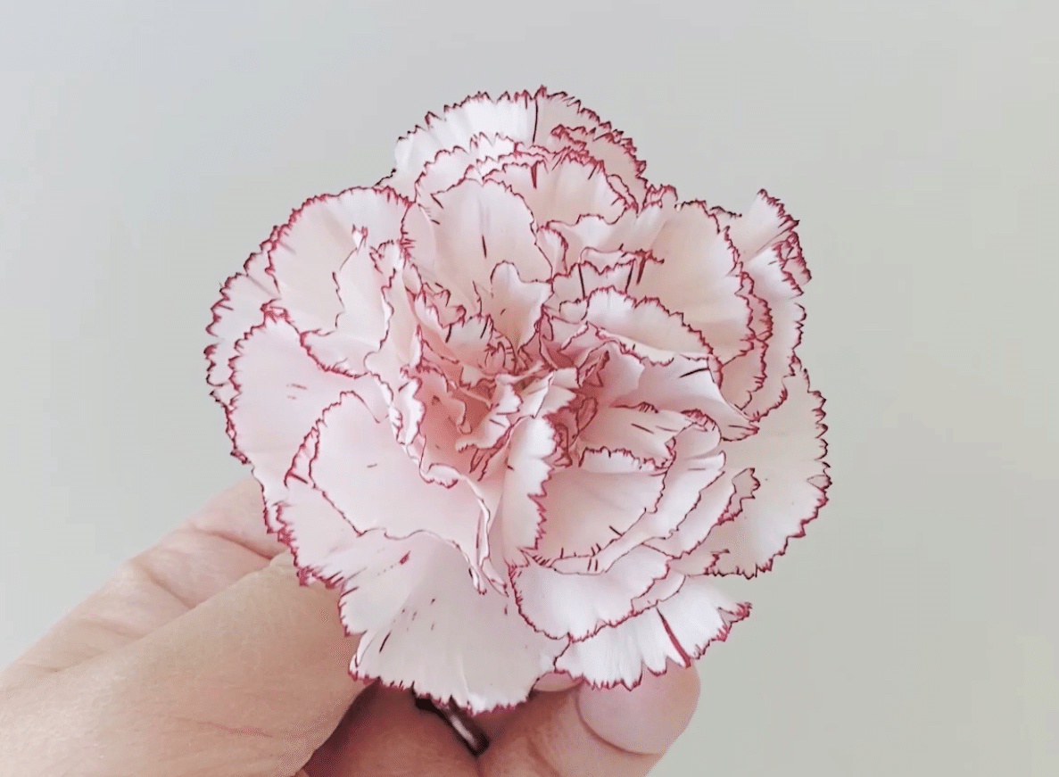シリカフラワーの作り方 カーネーション Natural Coeur ナチュラル クー Note シリカフラワーの作り方 カーネーション Natural Coeur ナチュラル クー Note