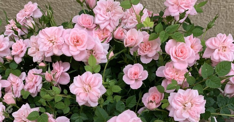 薔薇ローランド の新着タグ記事一覧 Note つくる つながる とどける