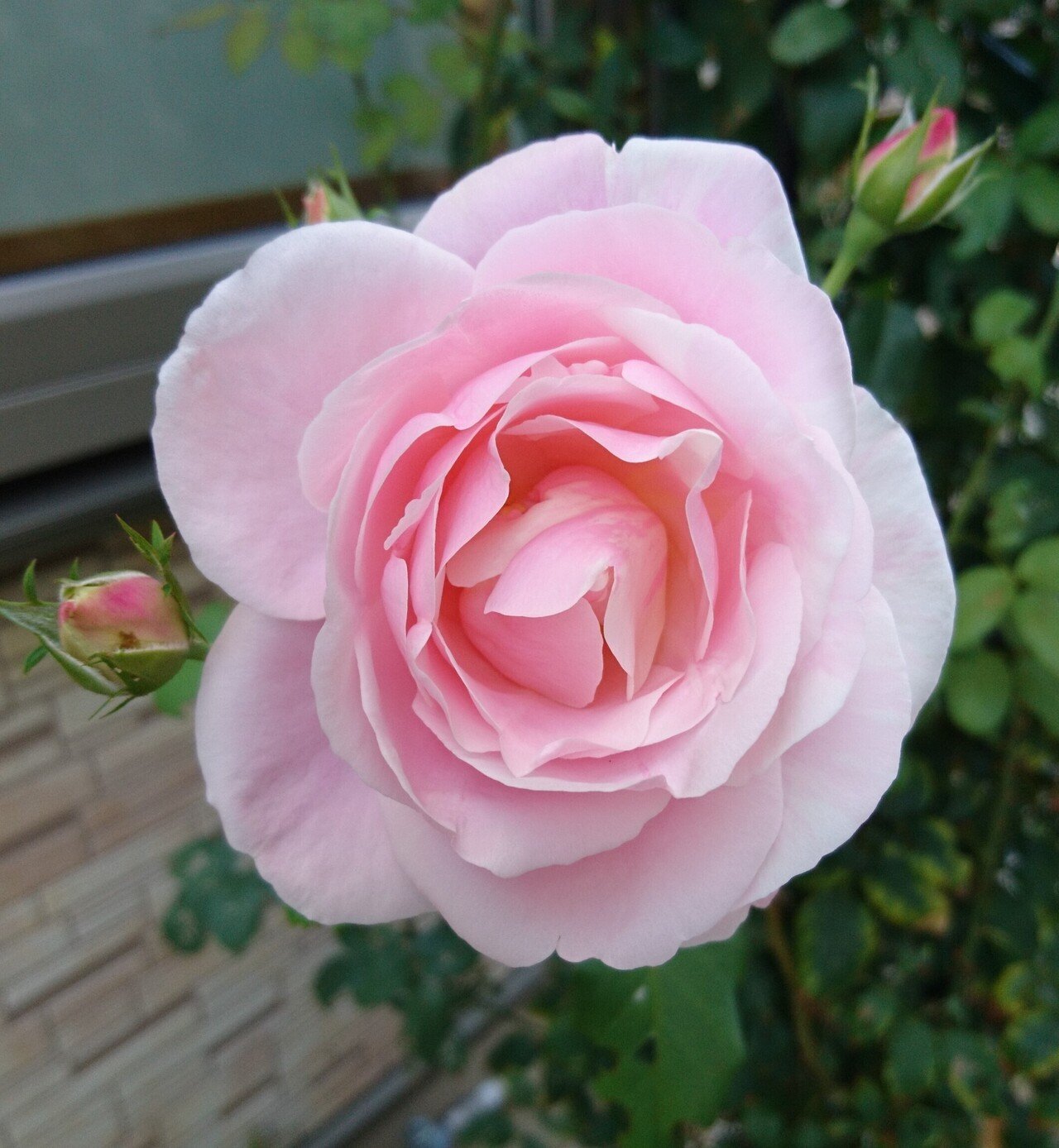 バラ ヴィエ ドゥ 淡いピンクのイチゴオーレの様なマーブル花柄の薔薇です 雑木の庭の苗木と草花ショップ ぞう木りん Note