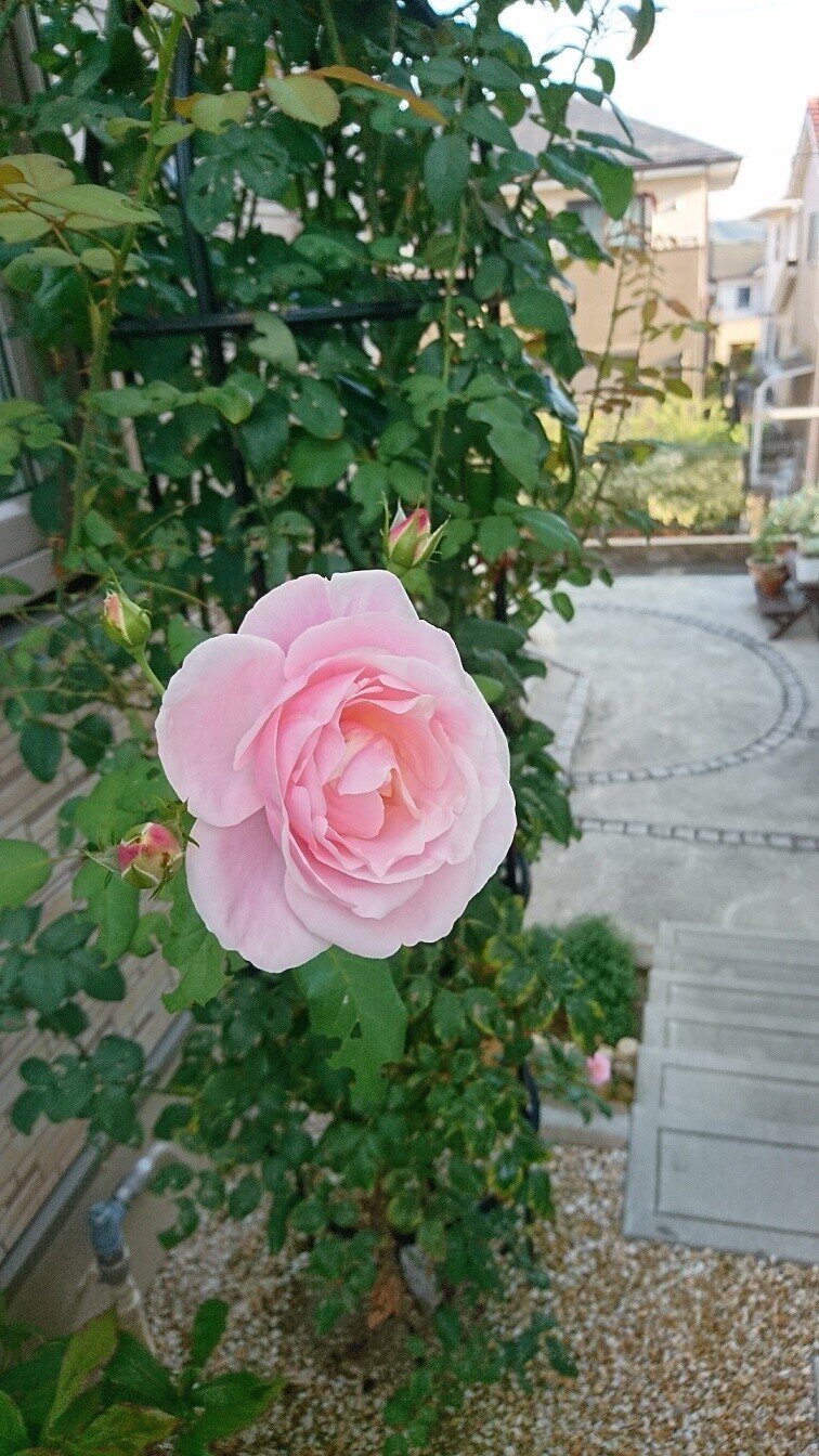 バラ ヴィエ ドゥ 淡いピンクのイチゴオーレの様なマーブル花柄の薔薇です 雑木の庭の苗木と草花ショップ ぞう木りん Note バラ ヴィエ ドゥ 淡いピンクのイチゴオーレの様なマーブル花柄の薔薇です 雑木の庭の苗木と草花ショップ ぞう木りん Note