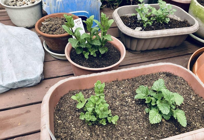 新月に苗を植え替える コバヤシヒロコ Note