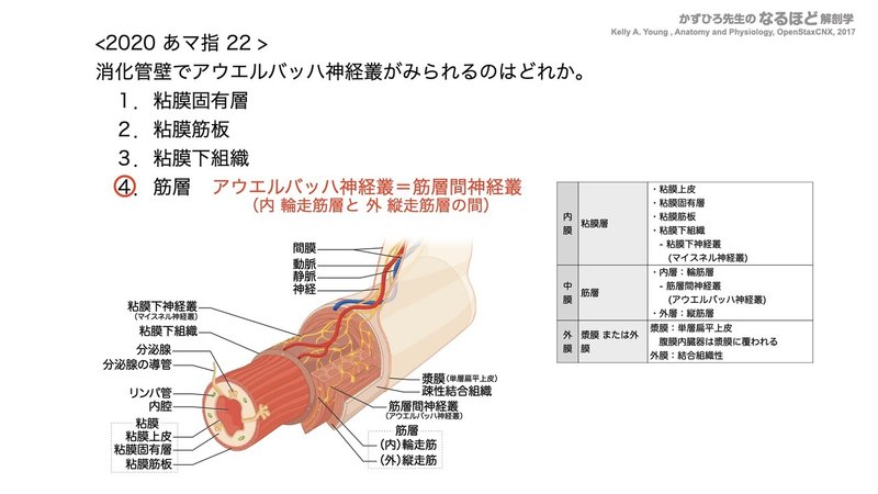 【徹底的国試対策】4-1 消化器系 - 口腔・咽頭・食道.155