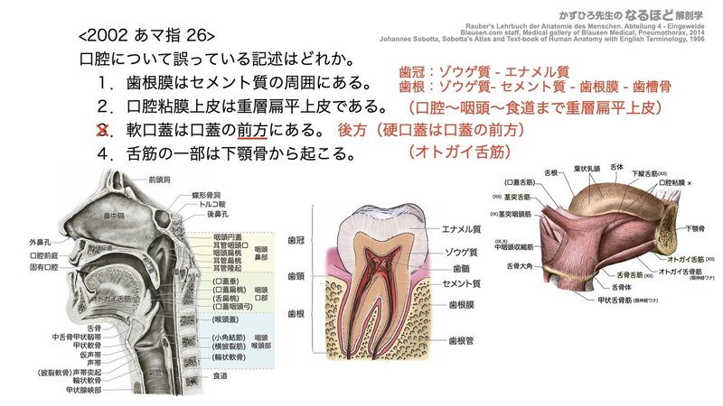 【徹底的国試対策】4-1 消化器系 - 口腔・咽頭・食道.157