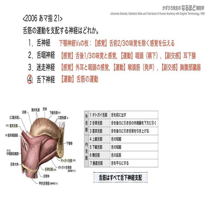 4 1 3 消化器系 口腔 咽頭 食道 国試過去問解説 かずひろ先生 黒澤一弘 解剖学 Note