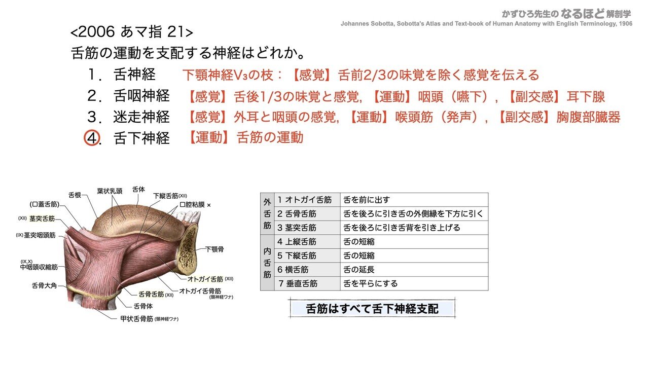 4 1 3 消化器系 口腔 咽頭 食道 国試過去問解説 かずひろ先生 黒澤一弘 解剖学 Note 4 1 3 消化器系 口腔 咽頭 食道 国試過去問解説 かずひろ先生 黒澤一弘 解剖学 Note