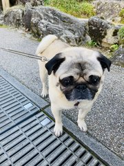 木を切ってはいけない日 つちの日 Maya Note