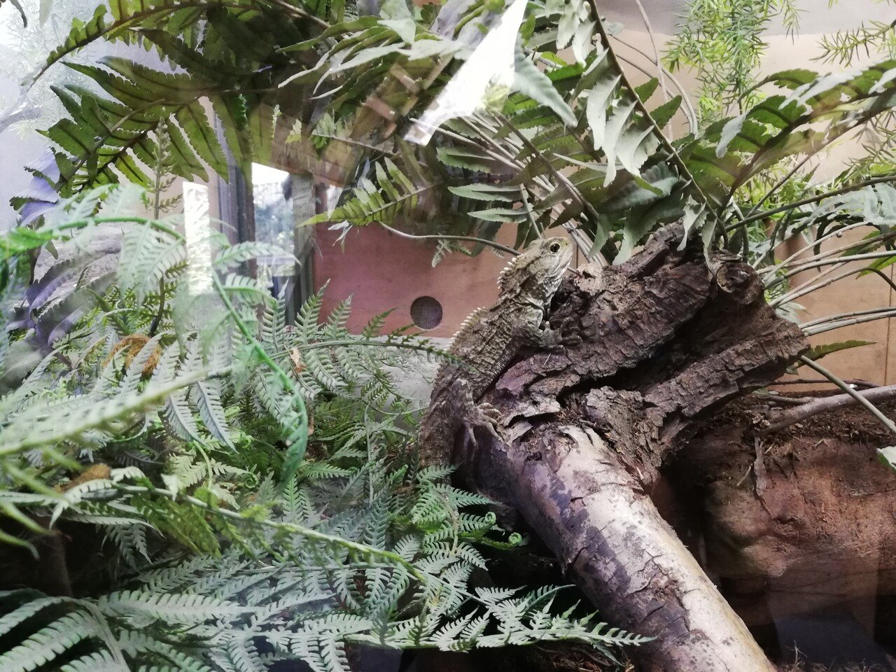 ニュージーランドの動物園は一味違うぜ Nz在住パイロット Ash 育児はじめました Note