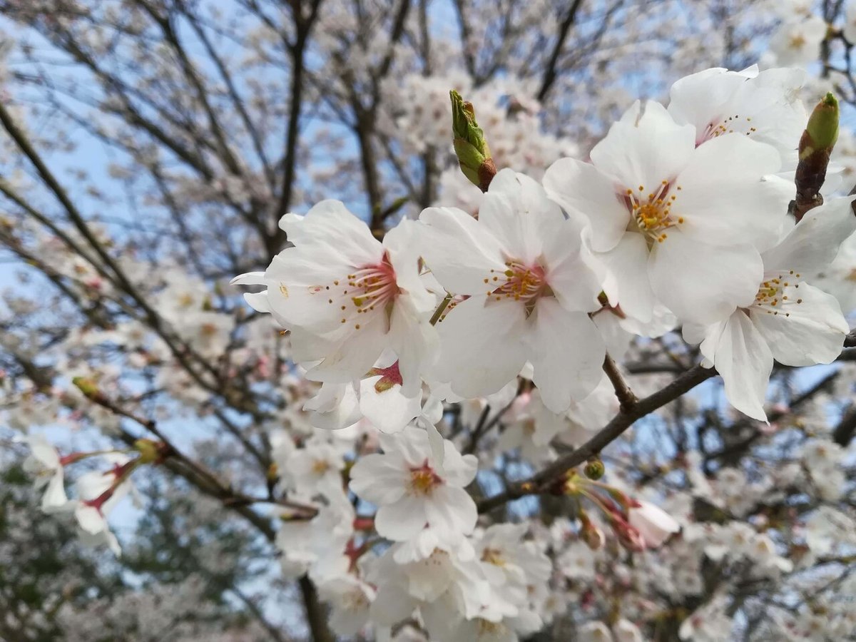 雲南市　桜