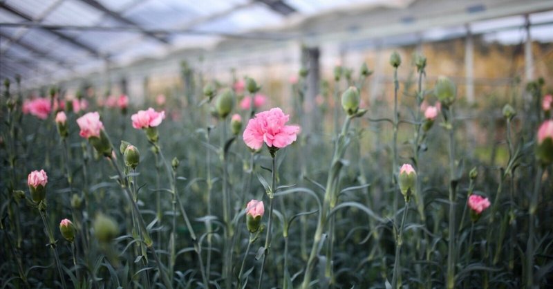 カーネーションはとても優れた花だった 規格外であることから 花き農家で処分されていたカーネーションが ライフスタイルブランドとして蘇るまで 𝕒 𝕪 𝕦 𝕡 𝕪 後藤 あゆみ Note カーネーションはとても優れた花だった 規格外であることから 花き農家で処分されていたカーネーションが ライフスタイルブランドとして蘇るまで 𝕒 𝕪 𝕦 𝕡 𝕪 後藤 あゆみ Note