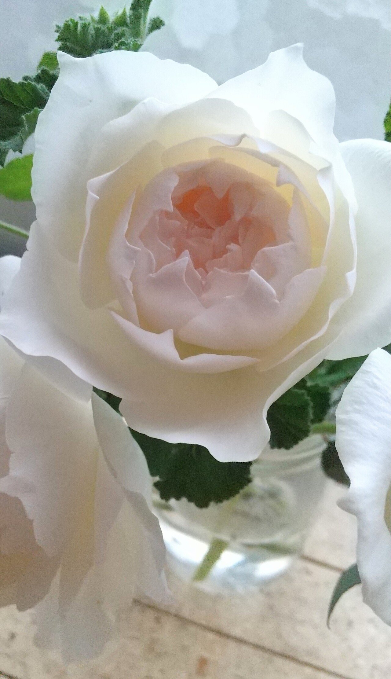 白薔薇 Masatarou Note 白薔薇 Masatarou Note
