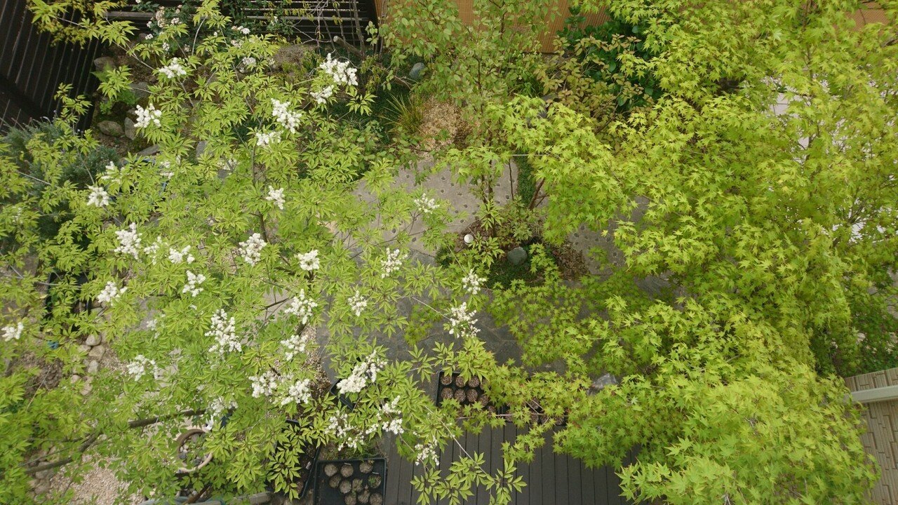 ハイノキやアオダモの開花 珍しい雑木の開花 雑木の庭の苗木と草花ショップ ぞう木りん Note