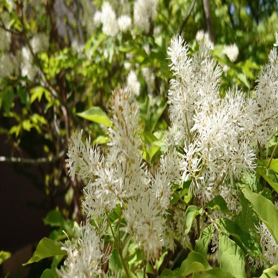 ハイノキやアオダモの開花 珍しい雑木の開花 雑木の苗と草花ショップ ぞう木りん Note