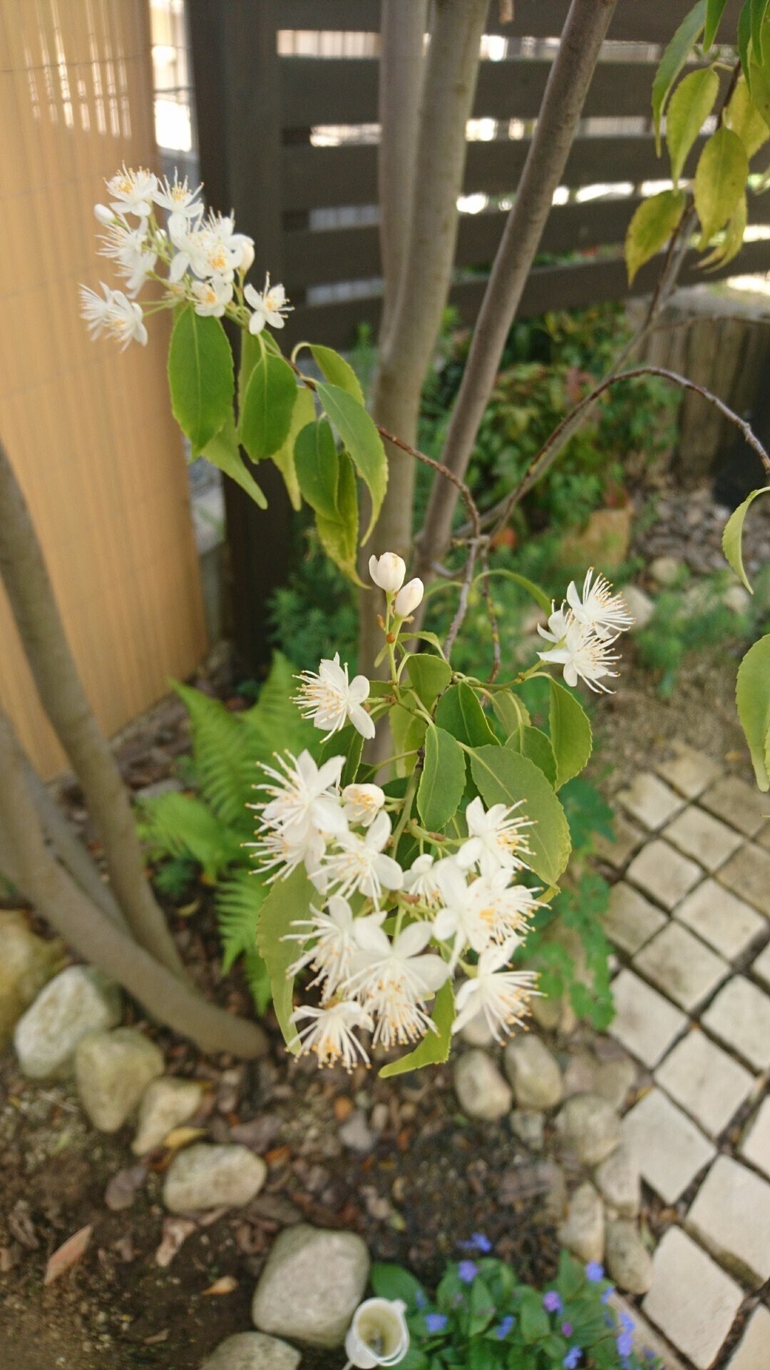 ハイノキやアオダモの開花 珍しい雑木の開花 雑木の庭の苗木と草花ショップ ぞう木りん Note ハイノキやアオダモの開花 珍しい雑木の開花 雑木の庭の苗木と草花ショップ ぞう木りん Note
