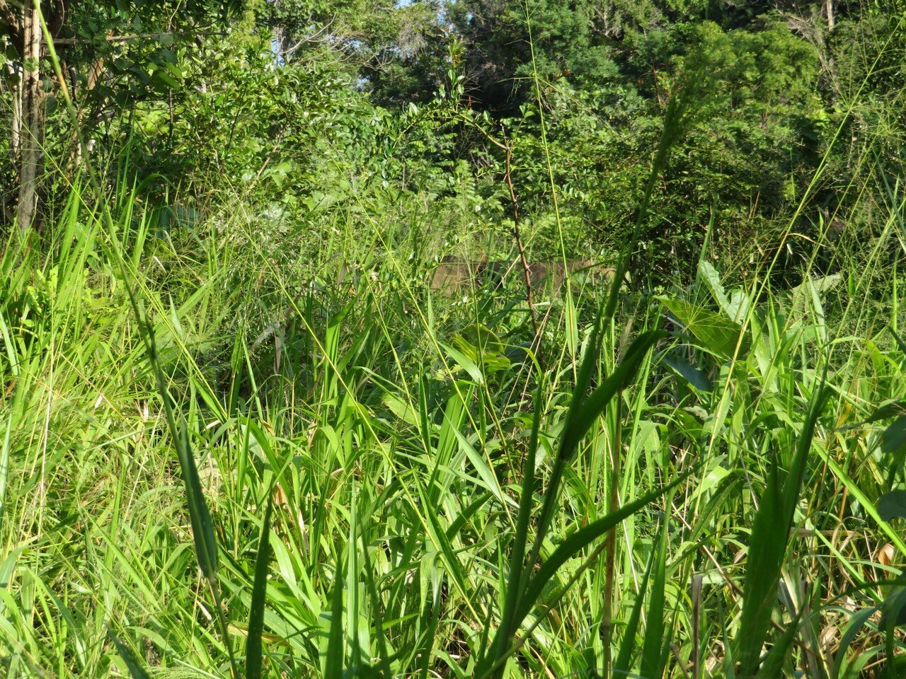 スリランカで野生のゾウを見る｜Hiroshi Kawajiri