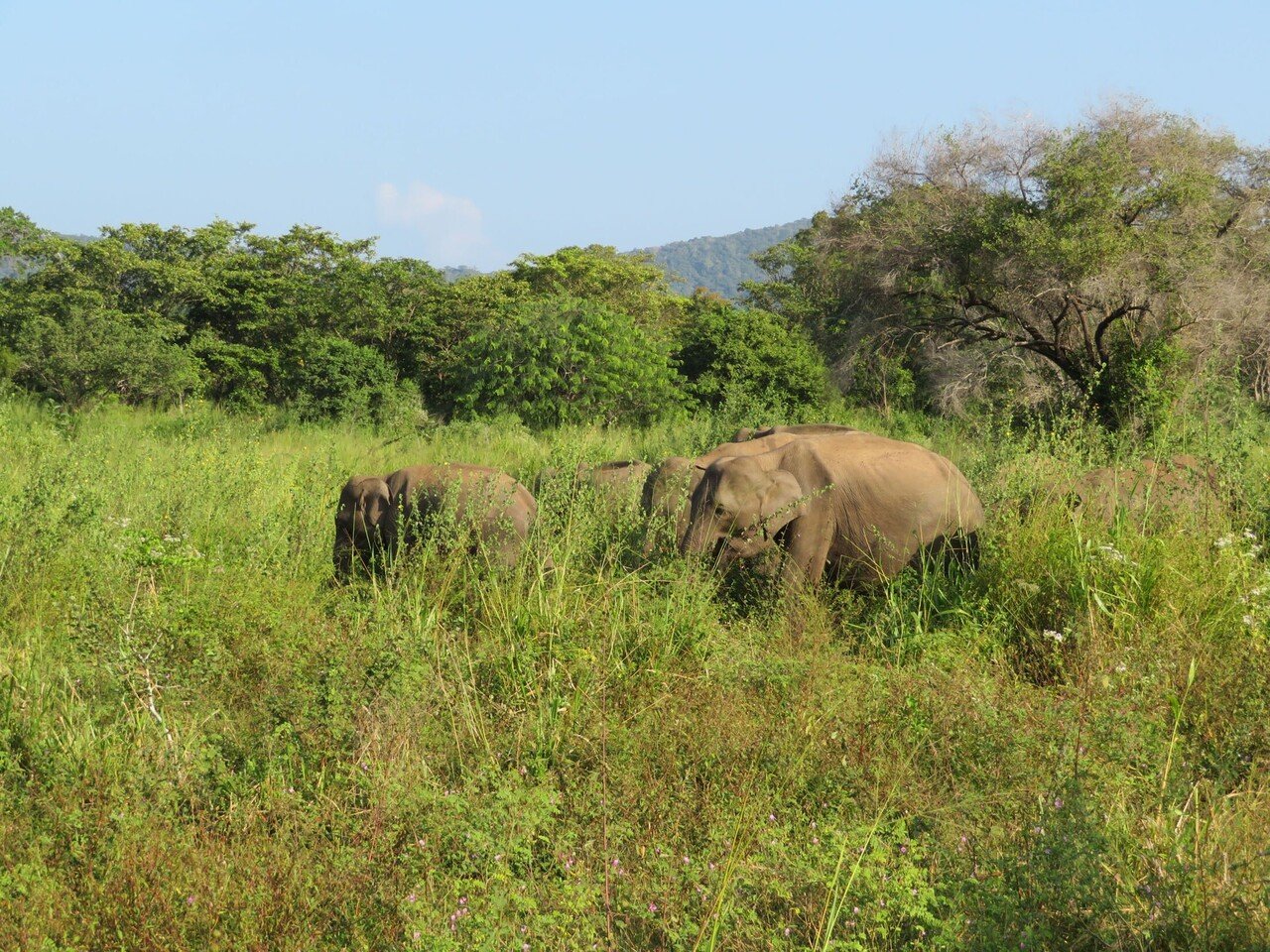 スリランカで野生のゾウを見る｜Hiroshi Kawajiri