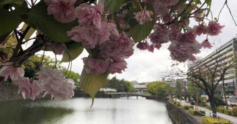 ゆく道は 花びら混じりの 霧と雨