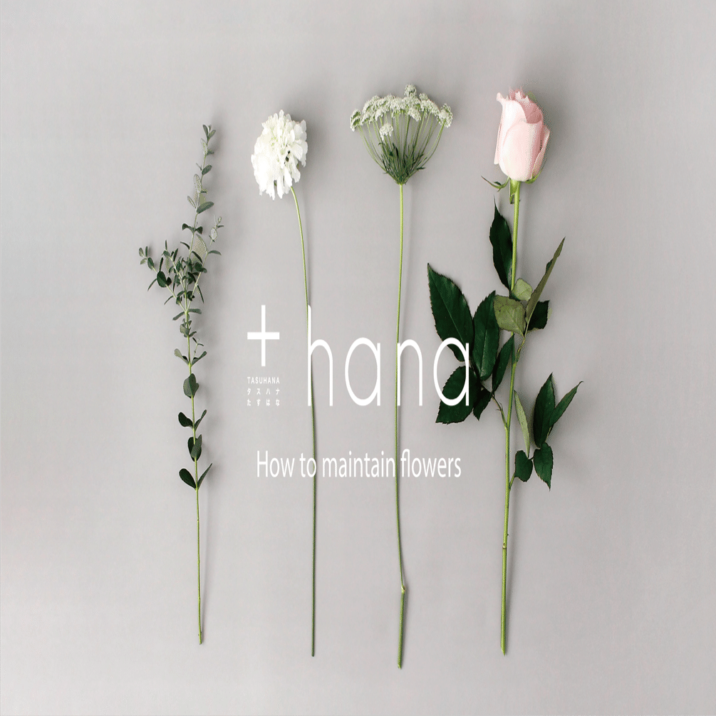 切り花を 少しでも長く楽しみたい 花を楽しむお手入れのコツ 水あげ編 Hana タスハナ サステナブルな花の定期便 Note