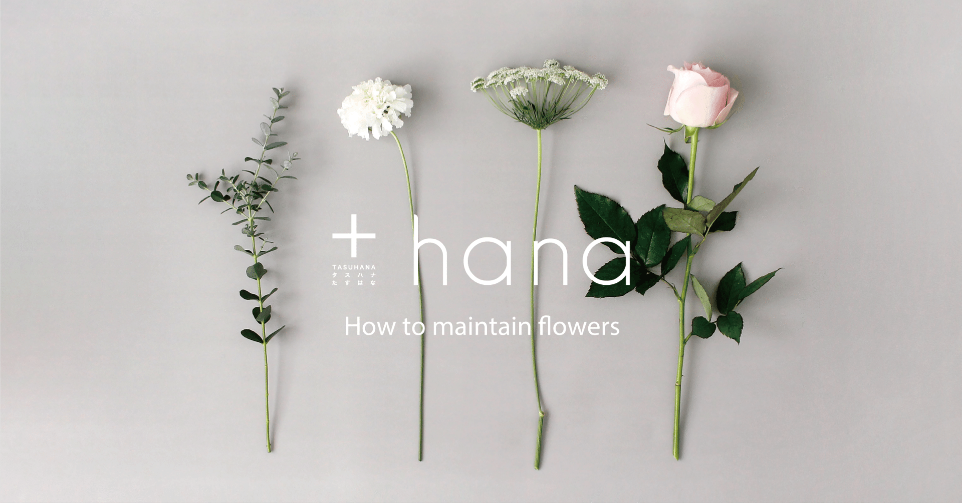 切り花を 少しでも長く楽しみたい 花を楽しむお手入れのコツ 水あげ編 Hana タスハナ サステナブルな花の定期便 Note 切り花を 少しでも長く楽しみたい 花を楽しむお手入れのコツ 水あげ編 Hana タスハナ サステナブルな花の定期便 Note