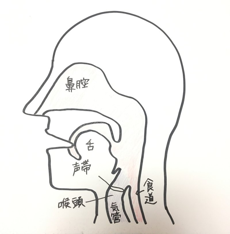 喉の構造を知る 岸本 隼士 Hayato Kishimoto Note 喉の構造を知る 岸本 隼士 Hayato Kishimoto Note