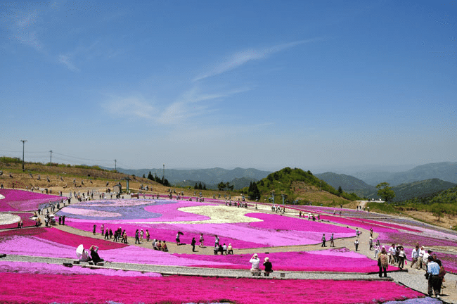 ピンク色の絨毯 茶臼山高原 愛知県豊根村 かえさる Note ピンク色の絨毯 茶臼山高原 愛知県豊根村 かえさる Note