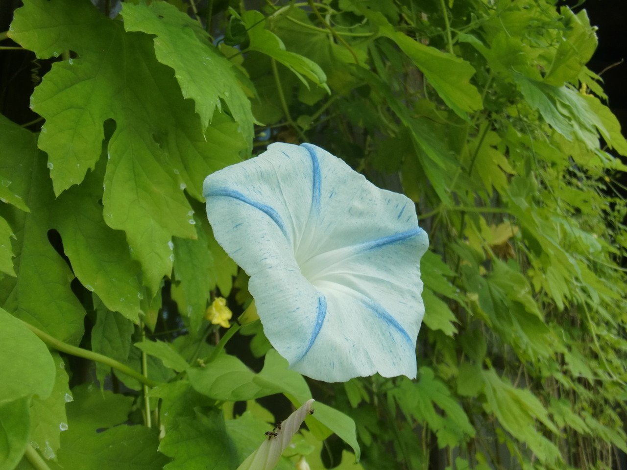 やっと復活したグリーンカーテン 除草剤で葉がほとんど枯れたゴーヤの毒を洗い流し ホームセンターで投げ売りされていたゴーヤ苗 をプランターに植え 約1 5mに伸びたつるが互いに絡み合っていて解くのが大変だ 足袋猫 Note やっと復活したグリーンカーテン 除草剤で葉がほとんど枯れたゴーヤの毒を洗い流し ホームセンターで投げ売りされていたゴーヤ苗 をプランターに植え 約1 5mに伸びたつるが互いに絡み合っていて解くのが大変だ 足袋猫 Note