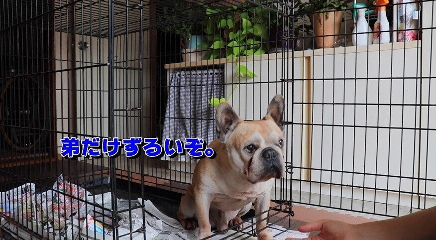 オス犬同士 嫉妬している岩男くんはカワイイです Youtu Be 0v7puvabxby 思った以上に岩男さんは弟のヒロにやきもち を焼いております かわしまナーシングチャレンジ Note オス犬同士 嫉妬している岩男くんはカワイイです Youtu Be 0v7puvabxby 思った以上に岩男さんは弟のヒロにやきもち を焼いております かわしまナーシングチャレンジ Note