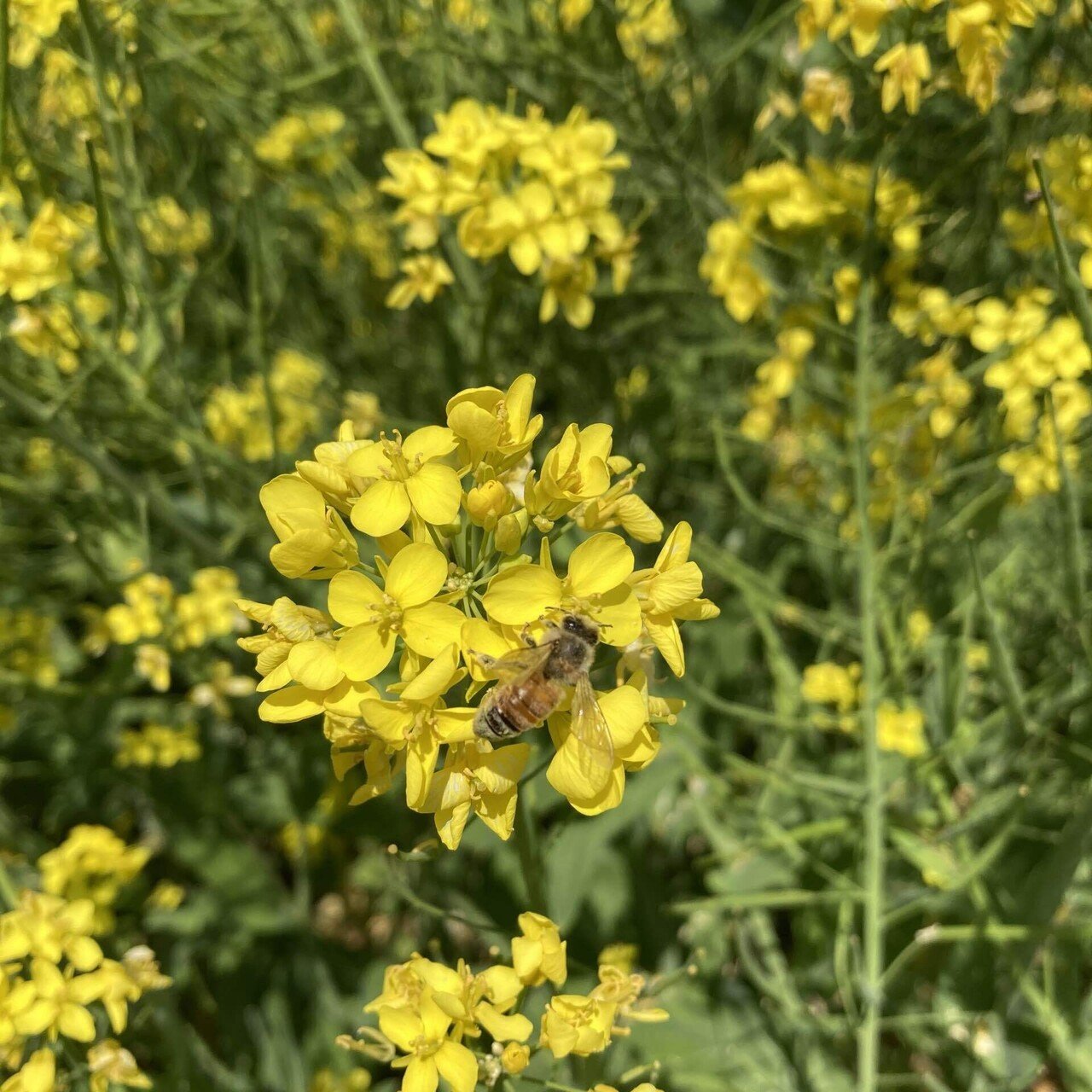菜の花の季節が名残惜しくなります 新パパ Note 菜の花の季節が名残惜しくなります 新パパ Note