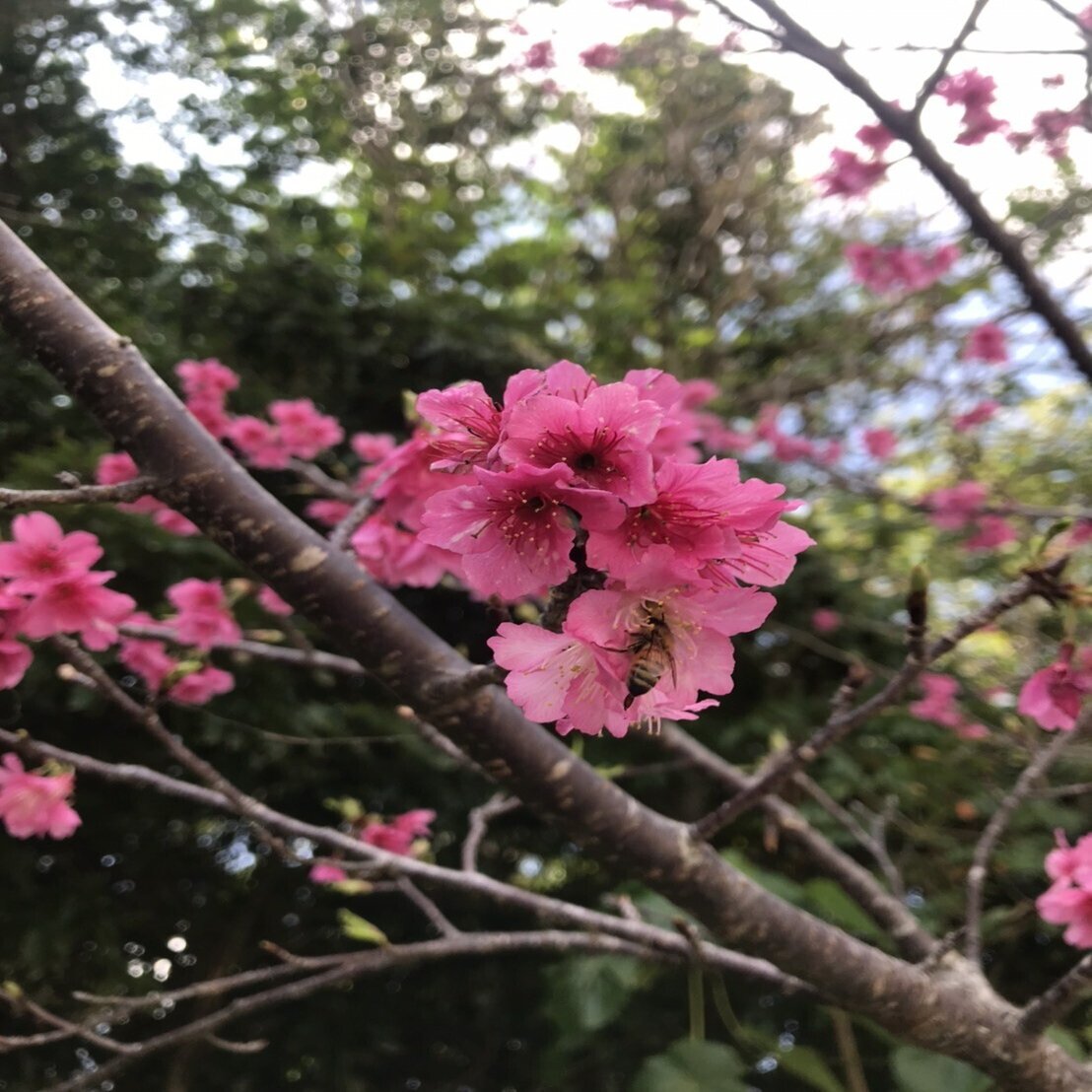 沖縄のみどりたち サクラの話 だもちゃ Note