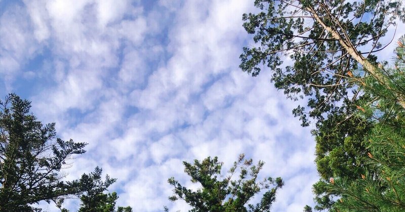 ひろみん社長のひとりごと「昼の森で空を見上げる」