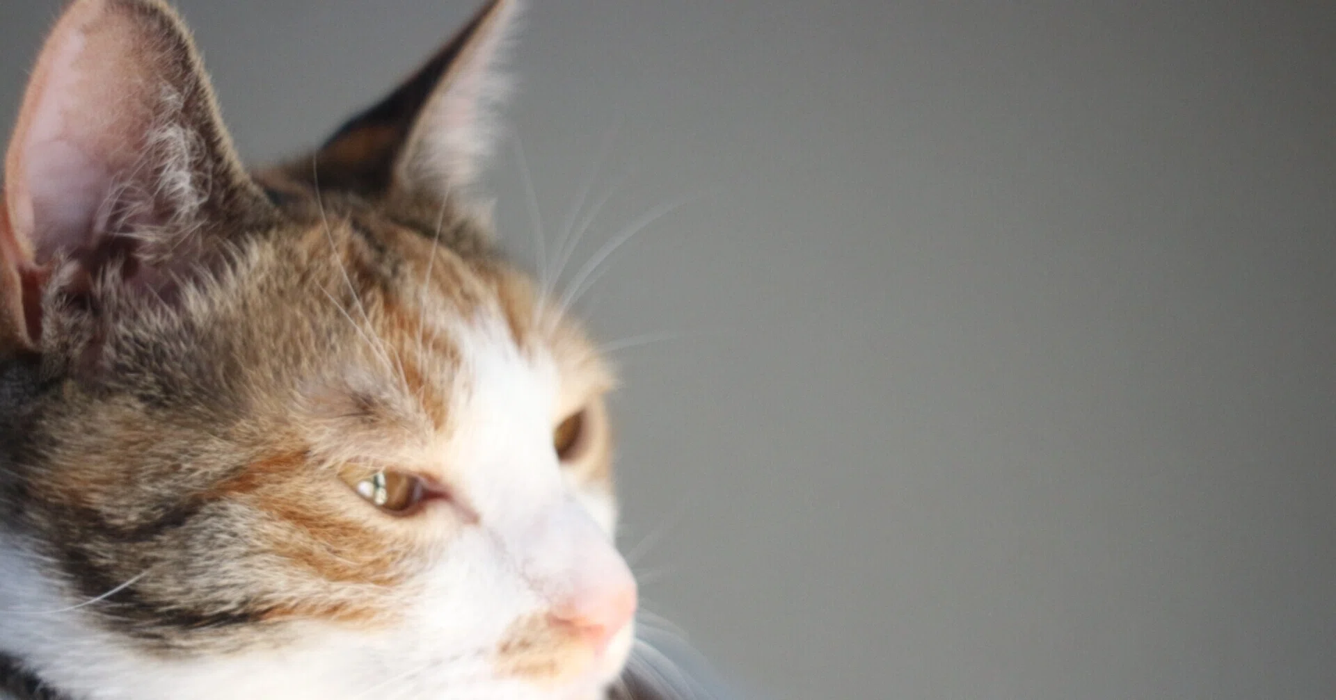 家に猫がいる幸せ Shoko Note 家に猫がいる幸せ Shoko Note