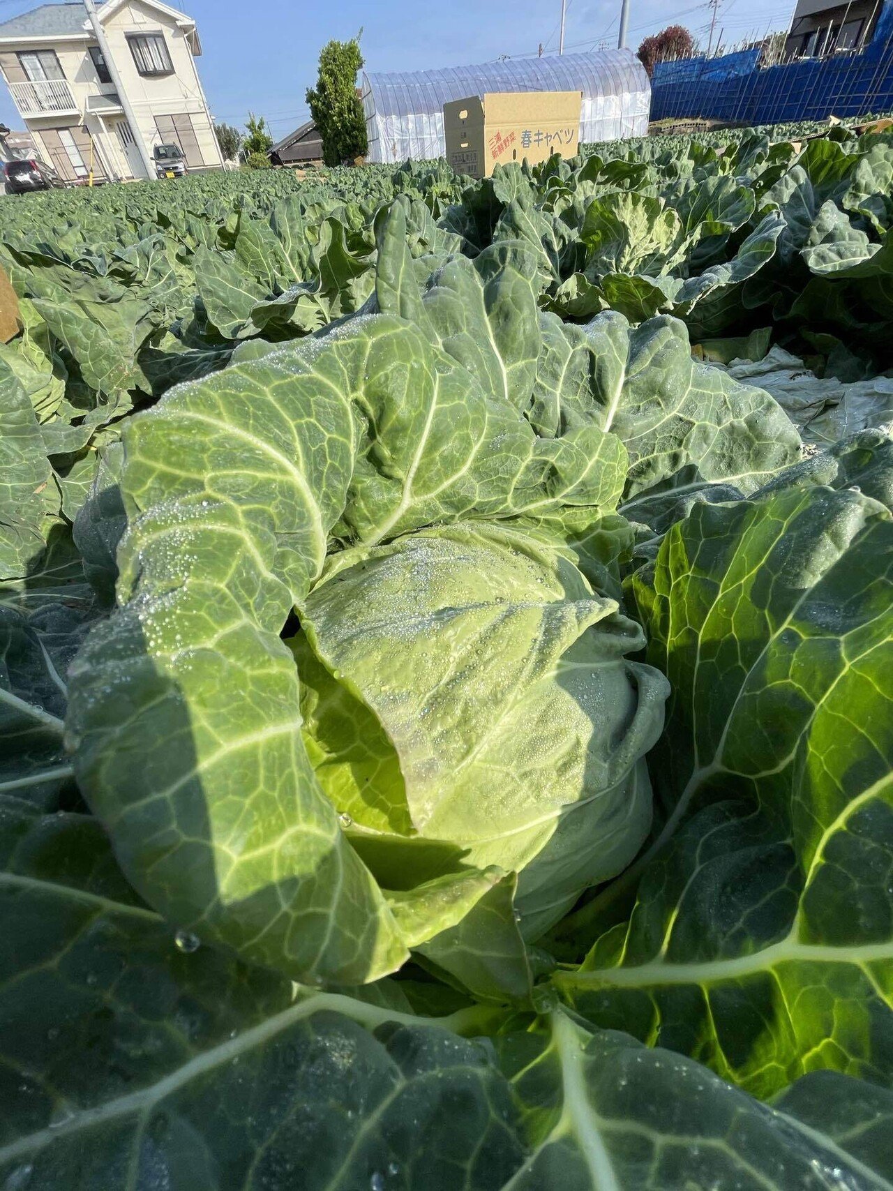 農家 三浦 春キャベツの苗 キャベツ 苗 野菜 家庭菜園