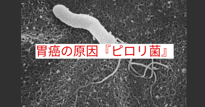 【noteで学ぶ腸内細菌21番外篇︰二人に一人が感染している『ヘリコバクター・ピロリ菌』】