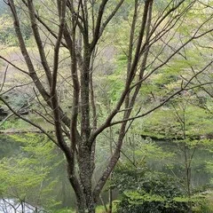 大蔵龍雄　盛器 プロフィール｜大藏達雄