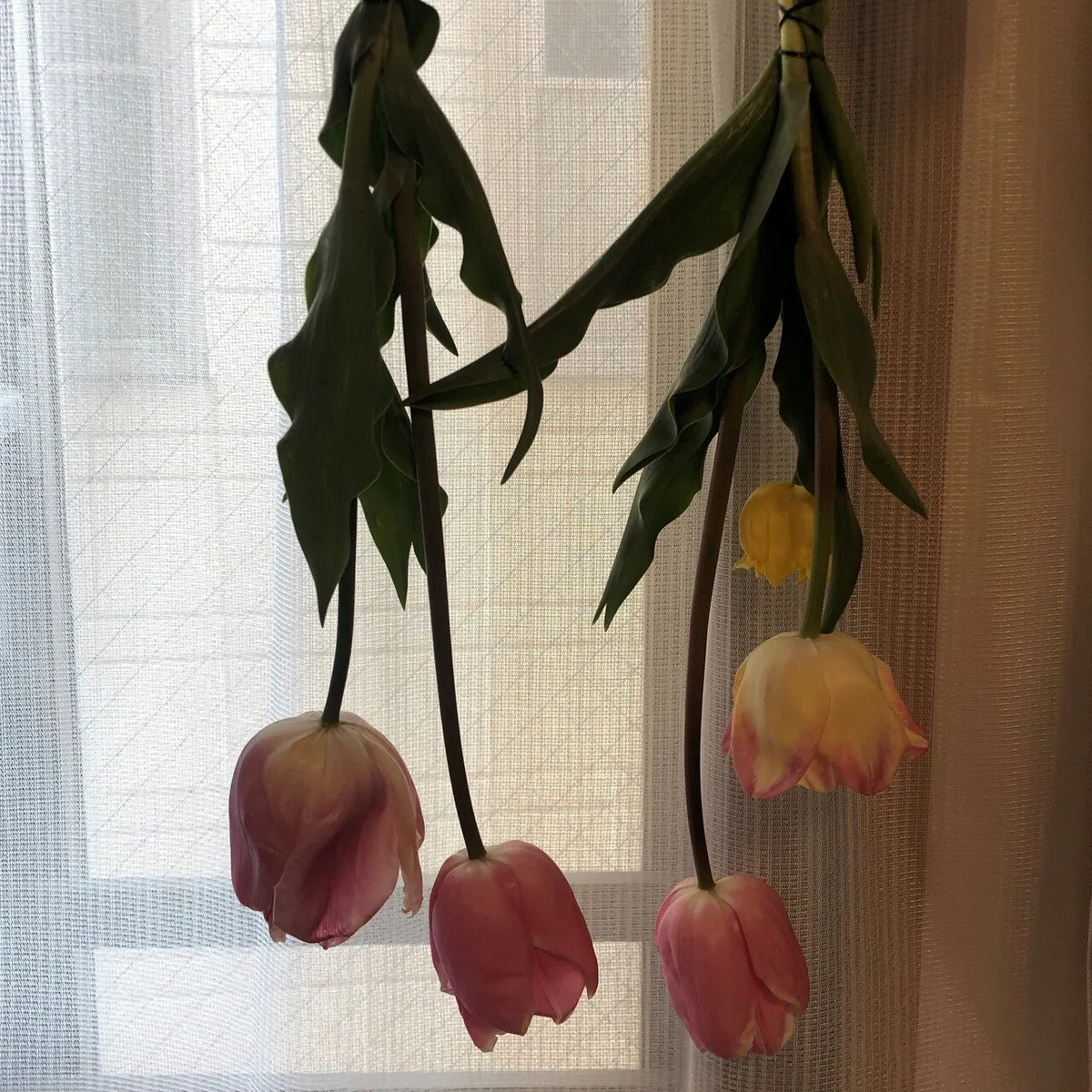 画像15