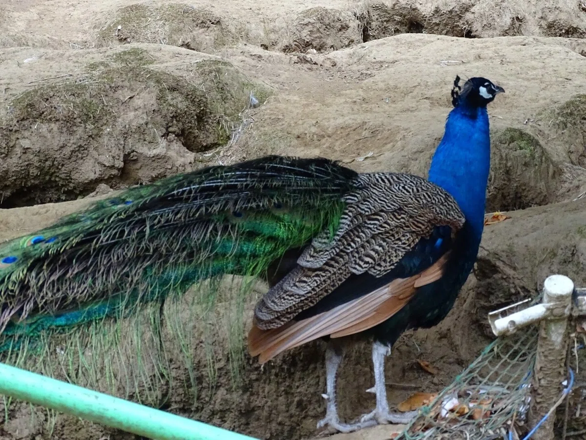 画像83