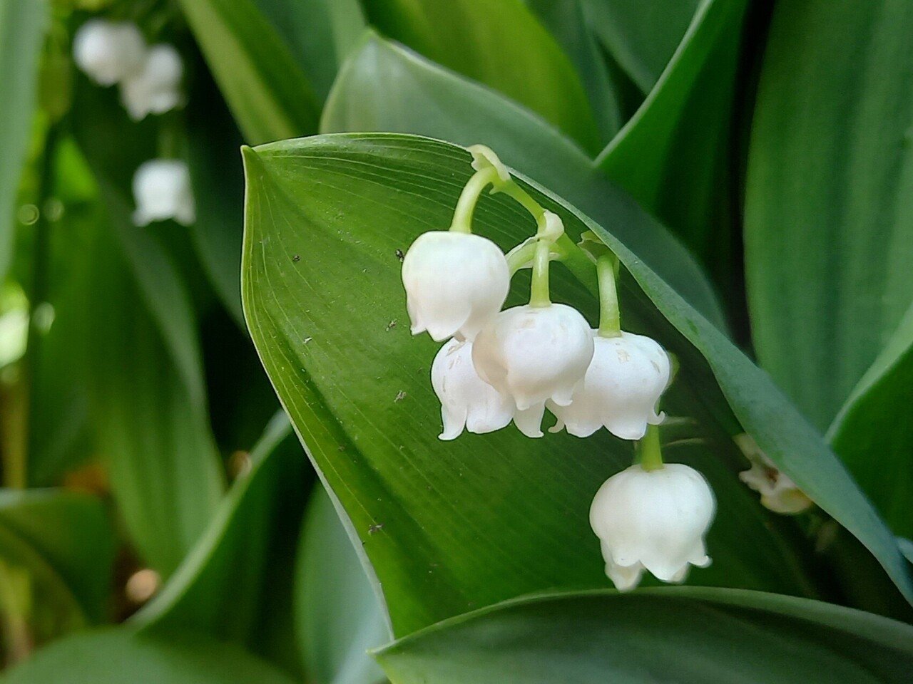 白色の花が連れてきた春の訪れ 柘榴 Note