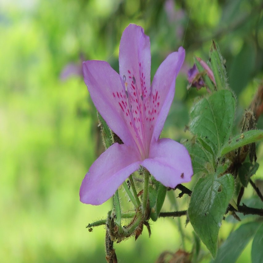 憑依した青 ブルーポピーの分身との出会い 塚本芳久 Note