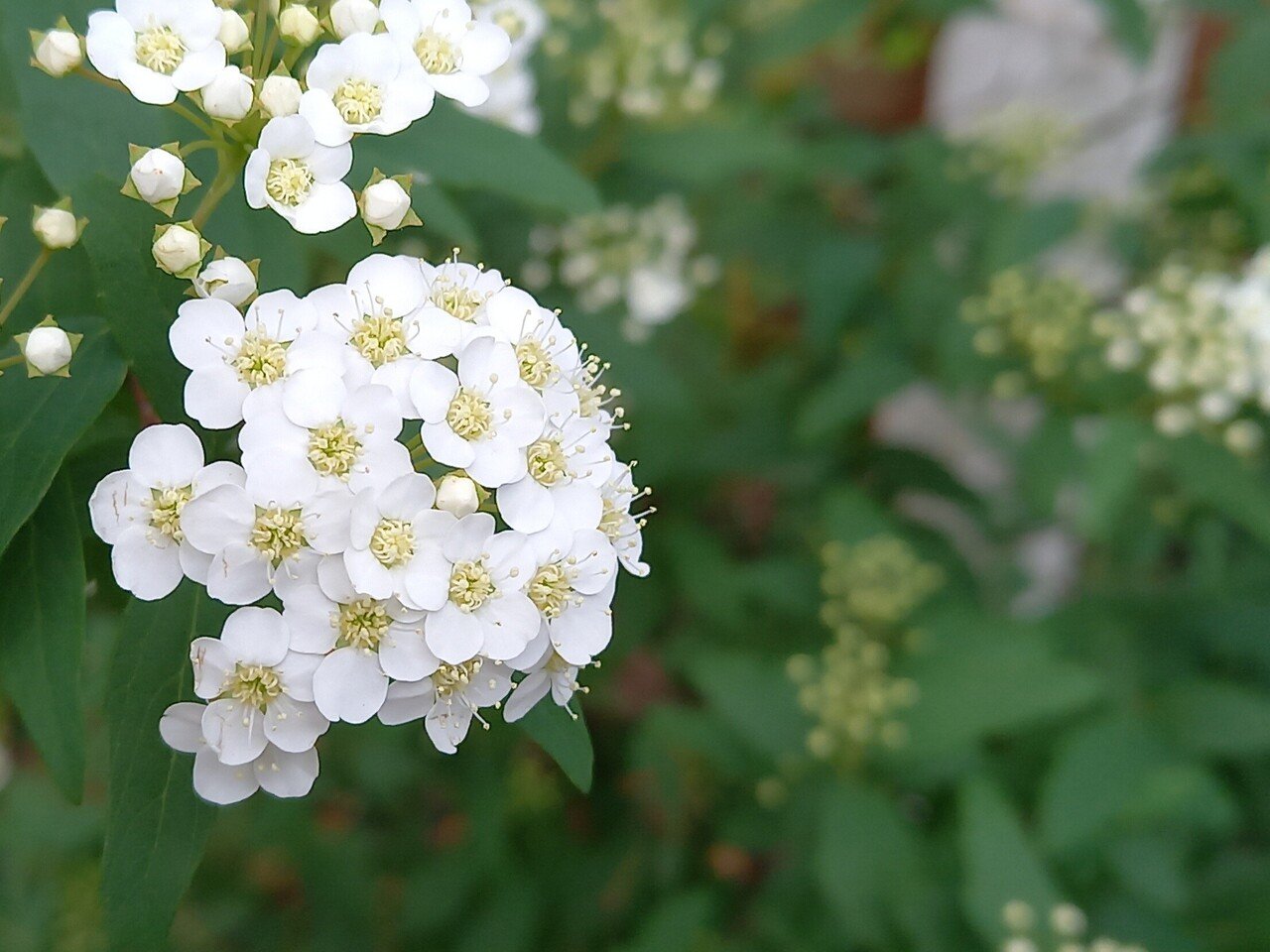 白色の花が連れてきた春の訪れ 柘榴 Note