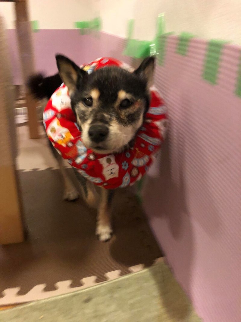 老犬との暮らし くるくると歩き回るのが始まった頃の試行錯誤 吉永早希 快適な人生のコツ ライフハック 小さな会社経営 Kindle 移住 リモートワーク Note 老犬との暮らし くるくると歩き回るのが始まった頃の試行錯誤 吉永早希 快適な人生のコツ ライフハック 小さな会社経営 Kindle 移住 リモートワーク Note