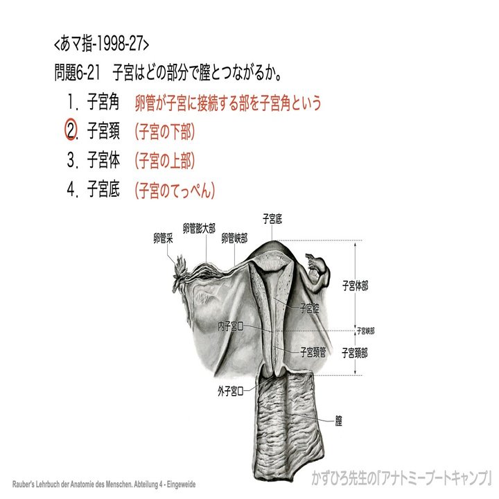 今日のプチ解剖 子宮はどの部分で膣とつながるか かずひろ先生 黒澤一弘 解剖学 Note